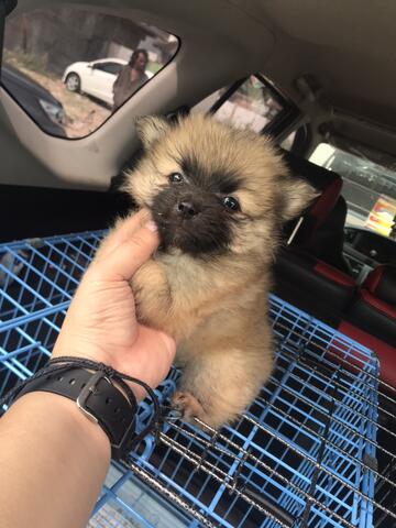 minipom puppies betina stb vaksin