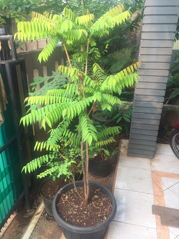 bibit belimbing wuluh seedling tinggi 1m (3th)