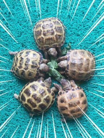 russian tortoise