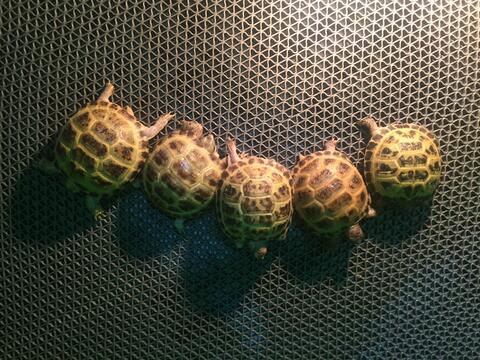 russian tortoise