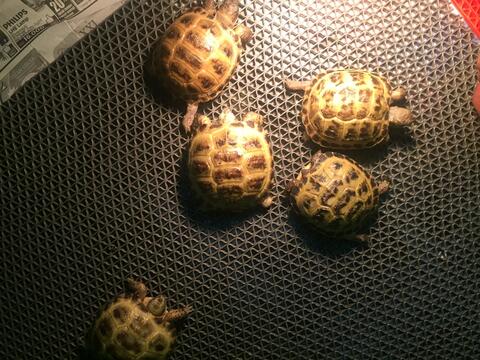 russian tortoise