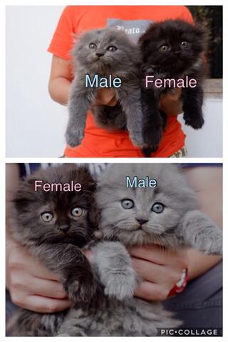 Jual Kitten Scottish Fold Sepasang