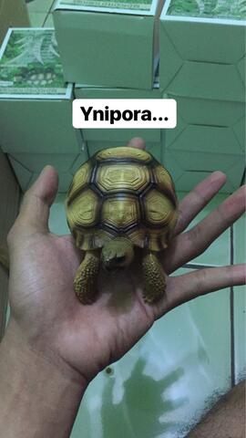 miniatur replika ynipora tortoise