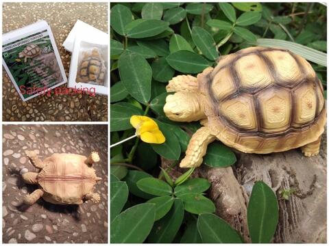 miniature replika sulcata tortoise