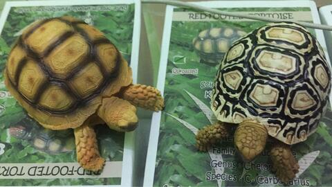 miniature replika sulcata tortoise