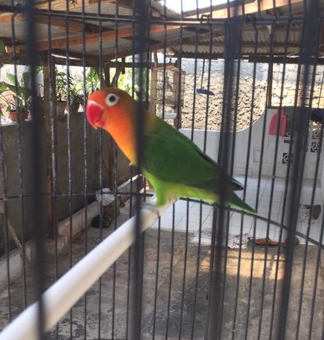 sepasang lovebird dewasa siap ternak+kandang bulat