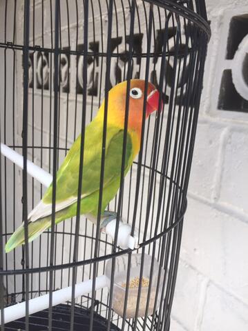 sepasang lovebird dewasa siap ternak+kandang bulat