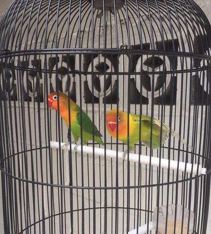 sepasang lovebird dewasa siap ternak+kandang bulat