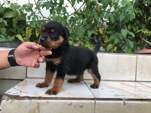 rottweiler puppies good quality