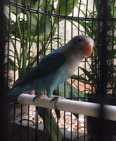 lovebird cobalt fc madura baby