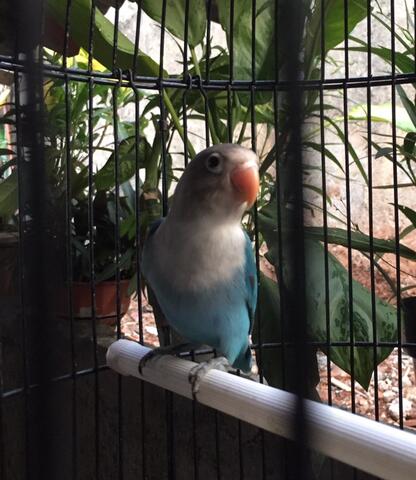 lovebird cobalt fc madura baby