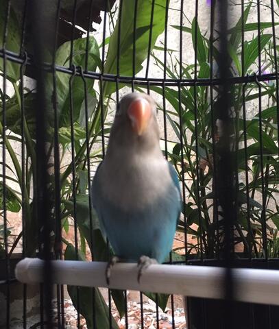 lovebird cobalt fc madura baby