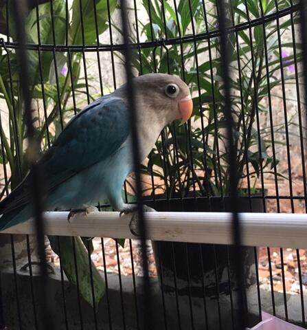 lovebird cobalt fc madura baby