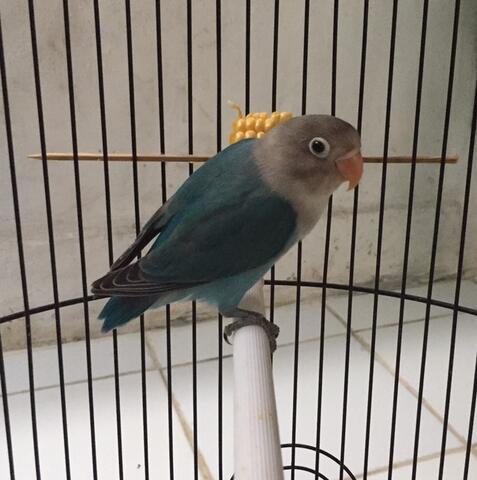 lovebird cobalt fc madura baby