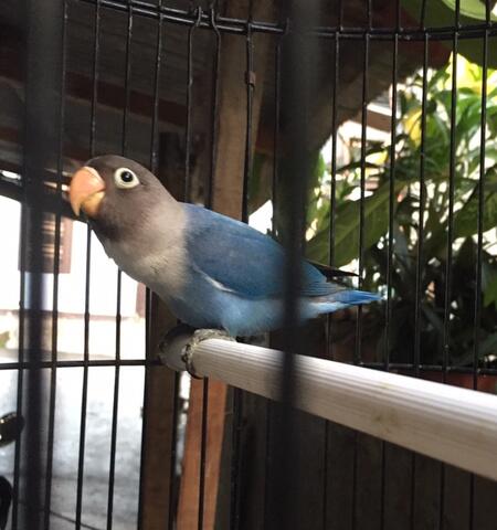 lovebird biru mangsi madura baby