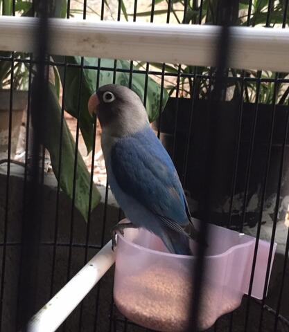 lovebird biru mangsi madura baby