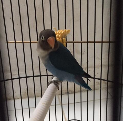 lovebird biru mangsi madura baby