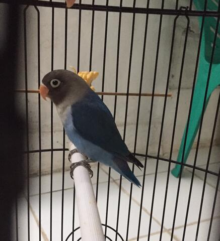 lovebird biru mangsi madura baby