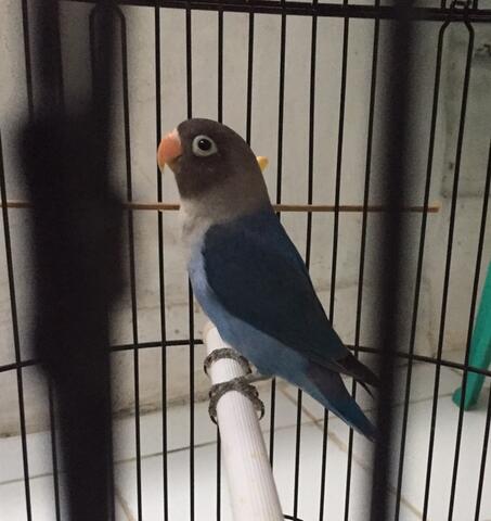 lovebird biru mangsi madura baby