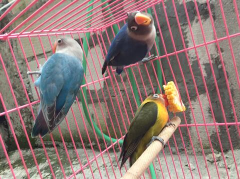 burung lovebird warna