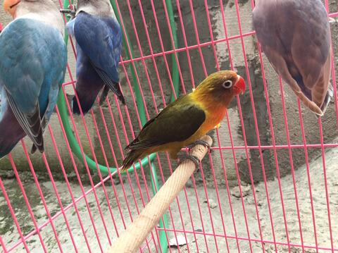 burung lovebird warna