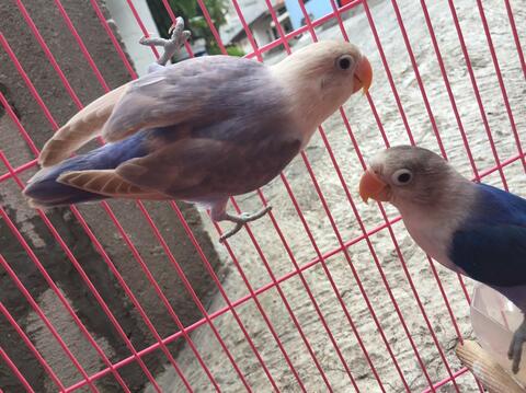 burung lovebird warna