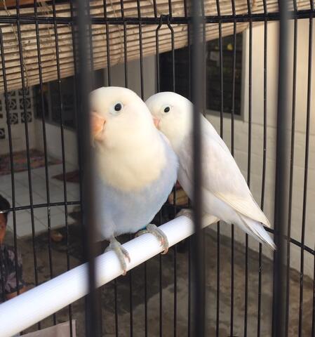 burung lovebird warna