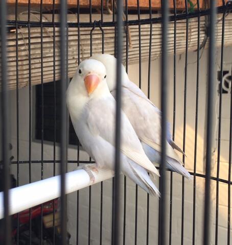 burung lovebird warna