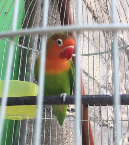 burung lovebird warna