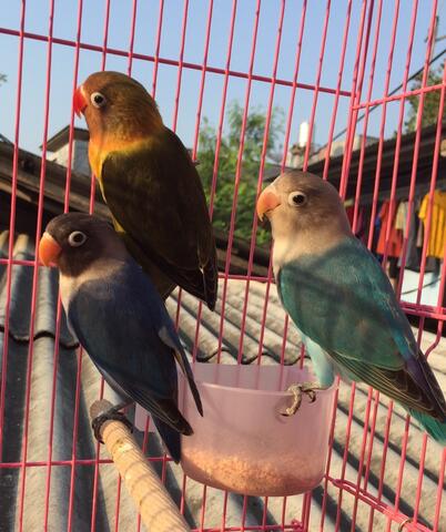 burung lovebird warna