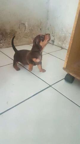 teckel jantan puppies
