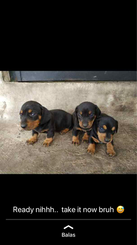 teckel puppies
