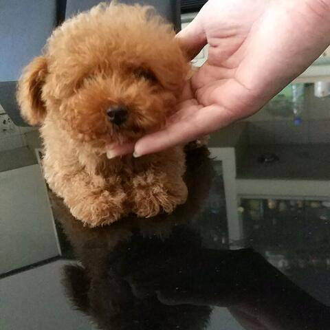 harga red toy poodle