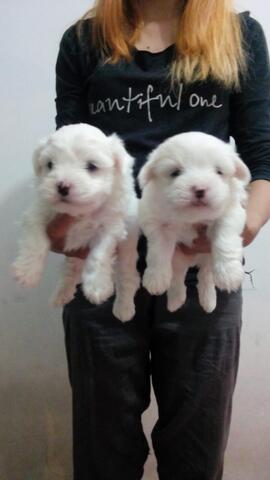 puppies maltese for book