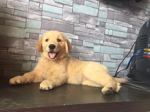 Jual Golden Retriever Betina Bigbone Puppies Kaskus