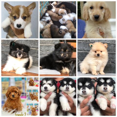 Jual Jual Berbagai Jenis Anjing Ras Bandung Kaskus