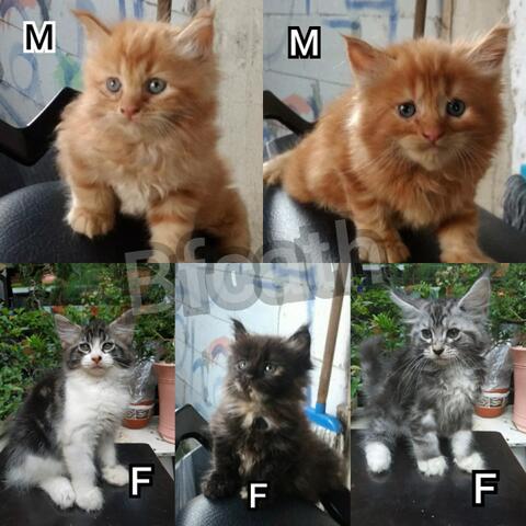 Terjual KITTEN MAINE COON PURE NON PED | KASKUS