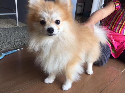 Terjual Jual Cepat Murah Anjing Supermini Pomeranian Kaskus