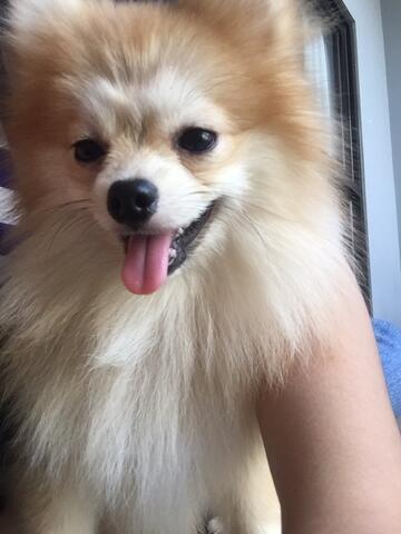 Terjual Jual Cepat Murah Anjing Supermini Pomeranian Kaskus