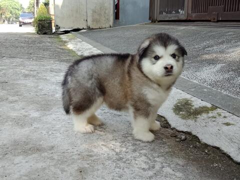 22+ Harga anak anjing alaskan malamute 2019 terbaru