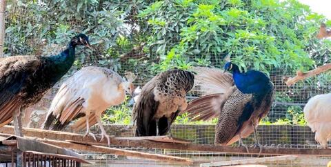 Terjual Burung Merak Biru India Jantan Dan Burung Merak