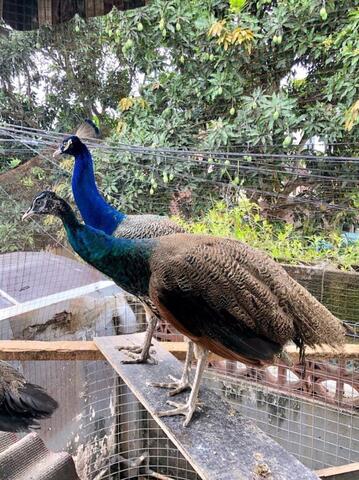 19+ Burung merak biru india terupdate