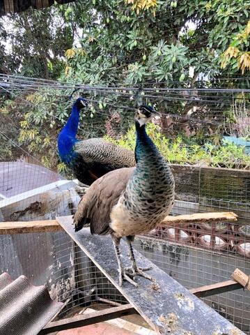 Terjual Burung Merak Biru India Jantan Dan Burung Merak