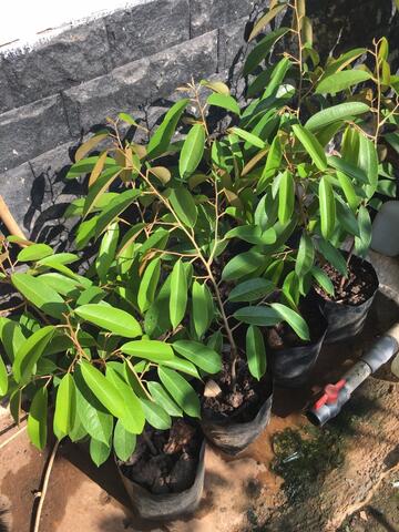 Bibit Durian Namlung/Cumasih asli unggul