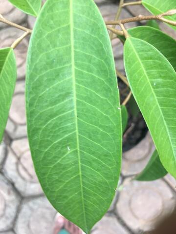 Bibit Durian Namlung/Cumasih asli unggul