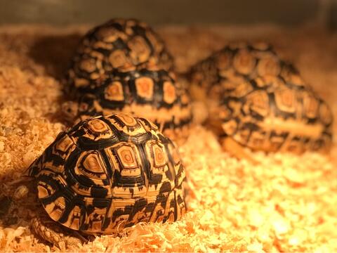 Terjual Jual Berbagai Jenis Hewan Peliharaan Eksotis Kaskus