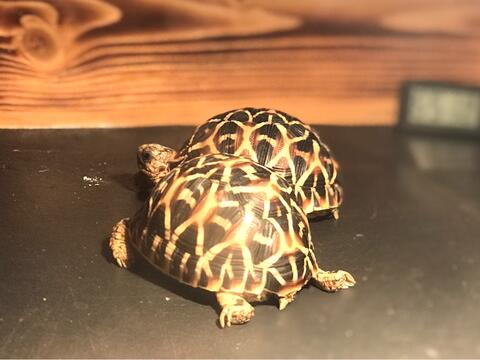 Terjual Jual Berbagai Jenis Hewan Peliharaan Eksotis Kaskus