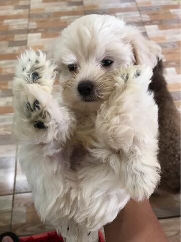 maltese cross poodle puppies