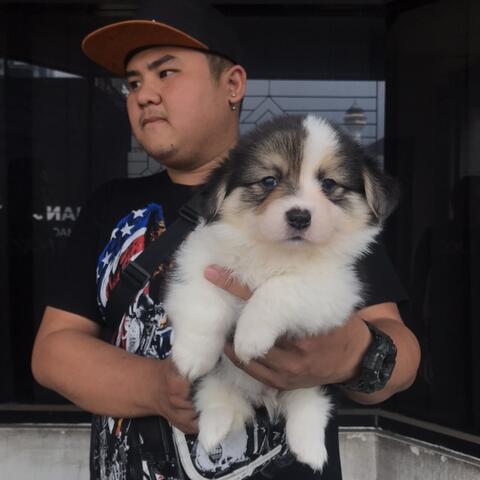 Jual Welsh Corgi Puppies Jantan Longhair Kaskus