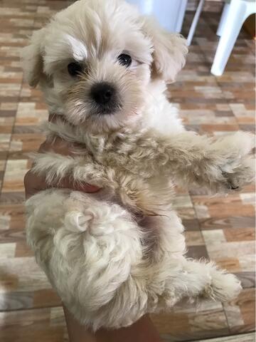 maltese cross poodle puppies